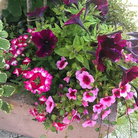 Apartment Alsace Independant Jardin Pres Colmar Eguisheim,